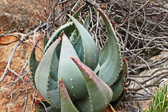 Aloe perfoliata
