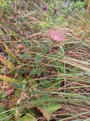 Daucus carota