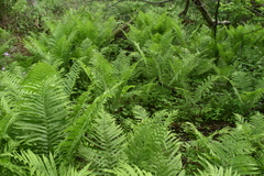 Deparia acrostichoides