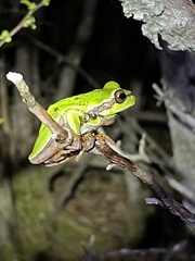 Hyla andersonii