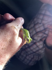 Hyla andersonii
