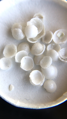 Parvilucina crenella