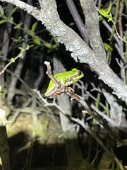 Hyla andersonii