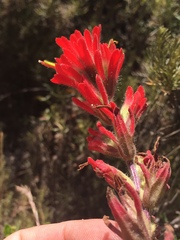 Castilleja foliolosa