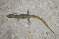 Saurodactylus fasciatus