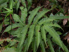 Pteris bella