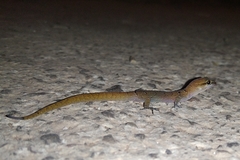 Saurodactylus fasciatus