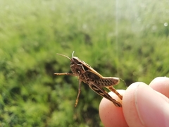 Arcyptera microptera