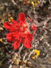 Castilleja foliolosa