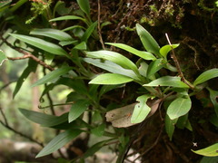 Goodyera robusta