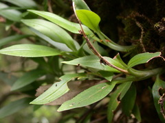 Goodyera robusta
