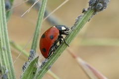 Coccinella septempunctata