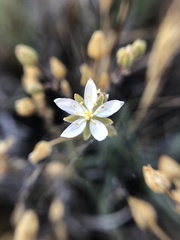 Spergularia macrotheca longistyla