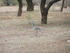 Chunga burmeisteri