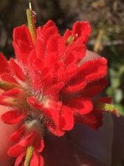 Castilleja foliolosa