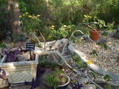 Uncarina grandidieri