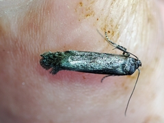 Blastobasis maroccanella