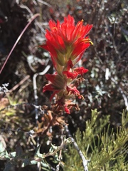 Castilleja foliolosa