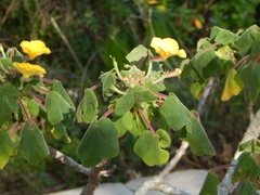 Uncarina grandidieri