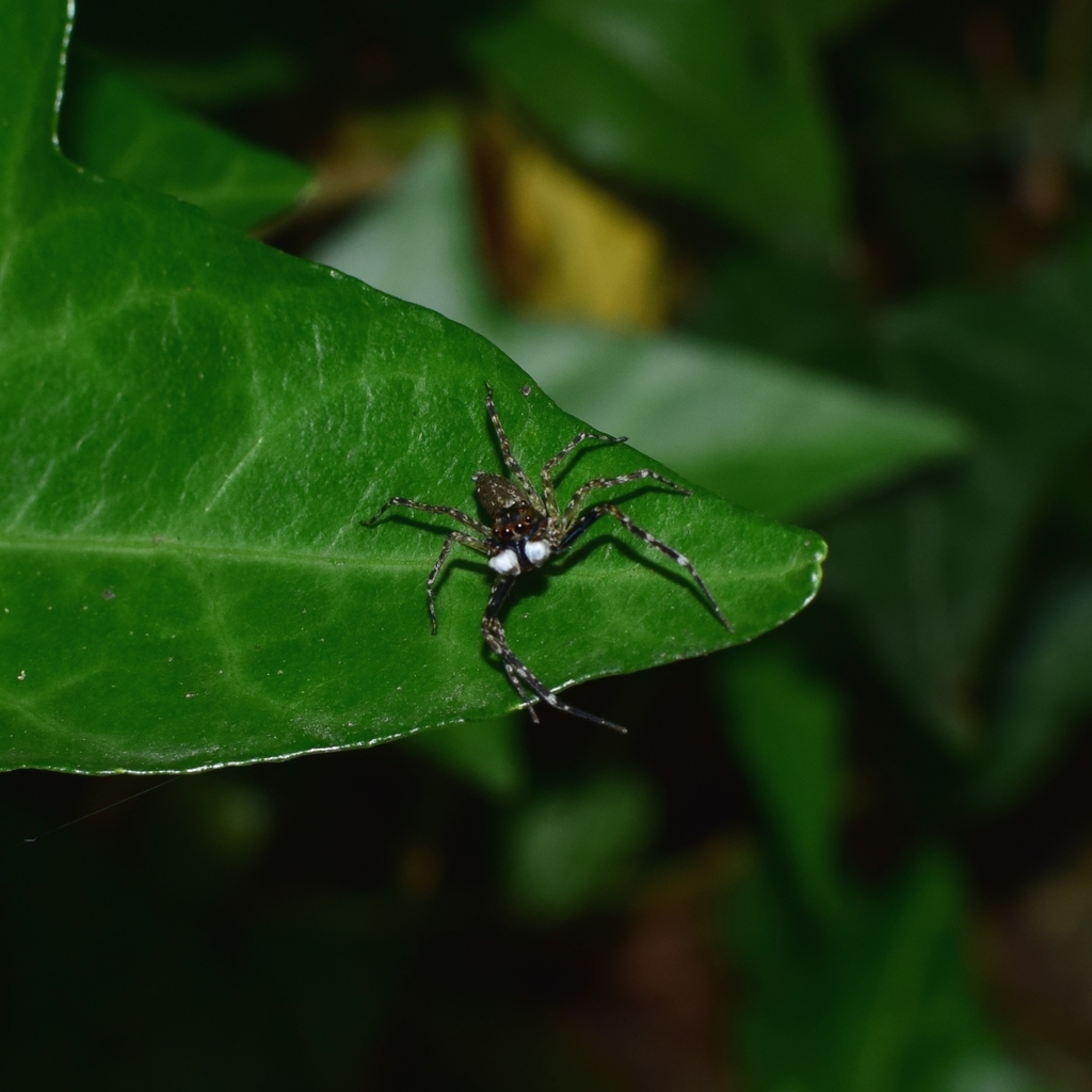 Spartaeus platnicki