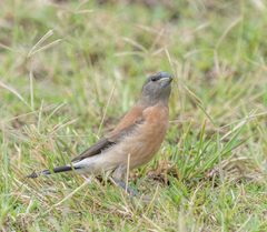 Spermestes griseicapilla