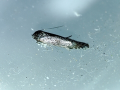 Blastobasis maroccanella