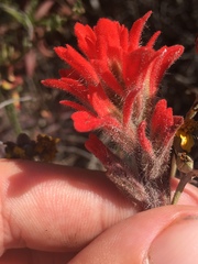 Castilleja foliolosa