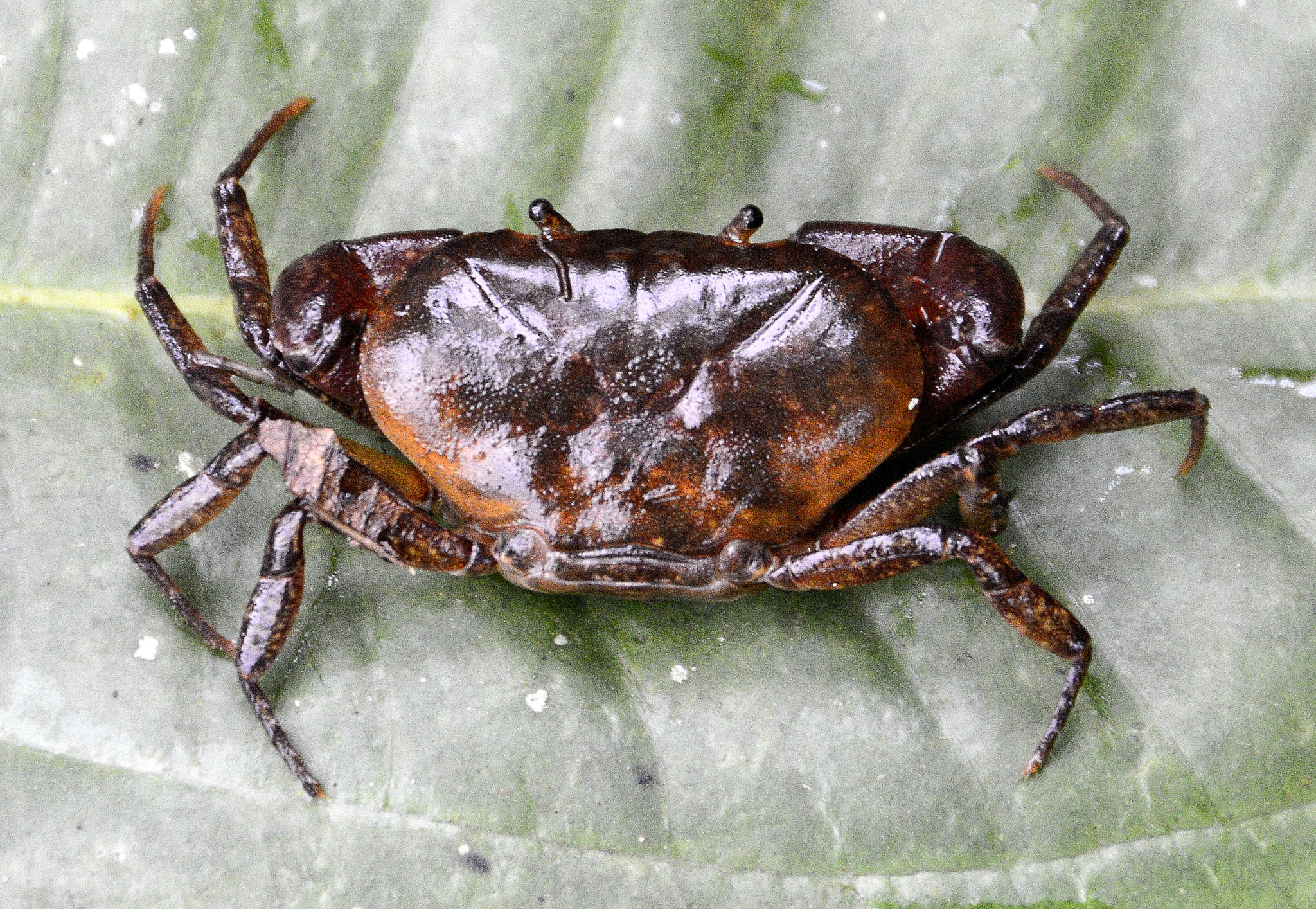 El Cangrejo Sabanero, un crust&aacute;ceo de la sabana de Bogot&aacute; que est&aacute; en peligro de extinci&oacute;n