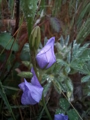 Campanula rapunculus