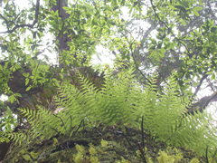 Polypodiastrum mengtzeense