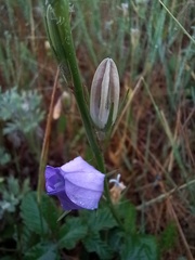 Campanula rapunculus