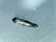 Blastobasis maroccanella