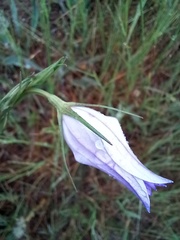 Campanula rapunculus