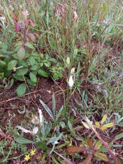 Campanula rapunculus