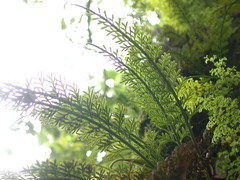 Asplenium prolongatum