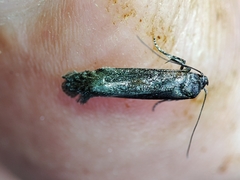 Blastobasis maroccanella