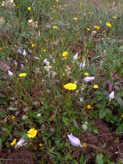 Campanula rapunculus