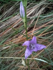Campanula rapunculus