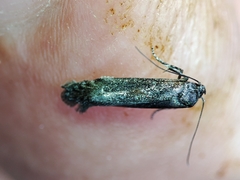 Blastobasis maroccanella