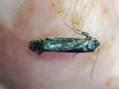 Blastobasis maroccanella