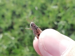 Arcyptera microptera