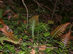 Blechnidium melanopus