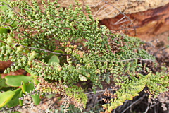 Cheilanthes parviloba
