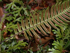 Blechnidium melanopus