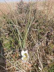 Colchicum melanthioides