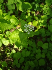 Alliaria petiolata