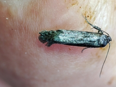 Blastobasis maroccanella