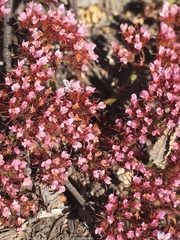 Chorizanthe staticoides