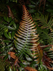 Blechnidium melanopus