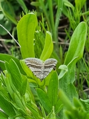 Scotopteryx coarctaria